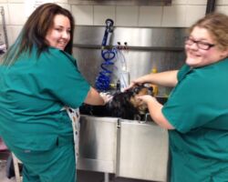 vet day wash dog